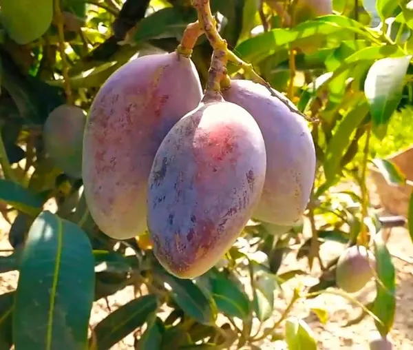 Sensation_Mango