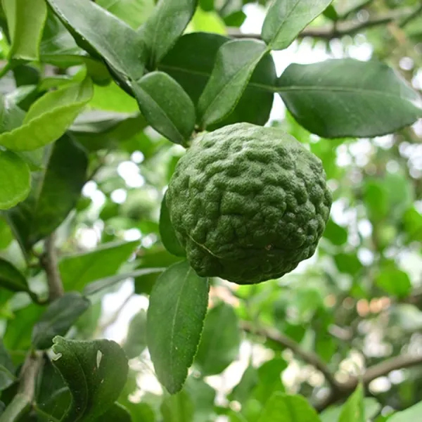 Kaffir_Lemon_Plant_|_Grafted_and_Hybrid_Plants