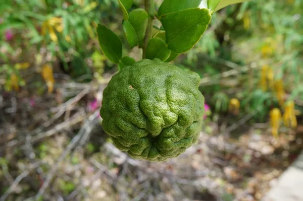 Kaffir_Lemon_Plant_|_Grafted_and_Hybrid_Plants