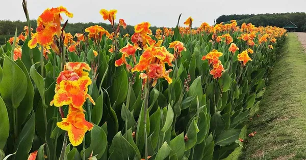 Cannas_Dwarf_Orange_Flower_Plant