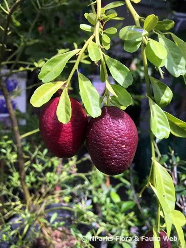 Australian_Red_Lime_|_Grafted_and_Hybrid_Plants