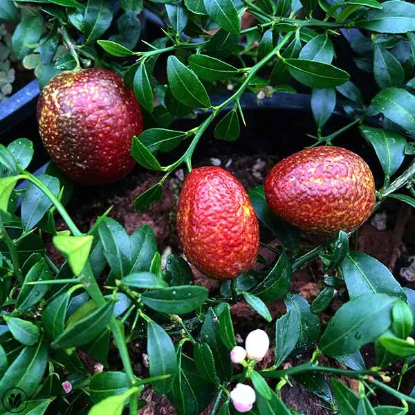 Australian_Red_Lime_|_Grafted_and_Hybrid_Plants