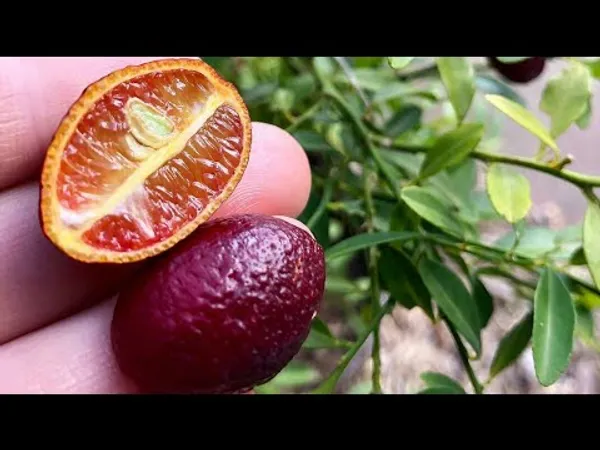 Australian_Red_Lime_|_Grafted_and_Hybrid_Plants