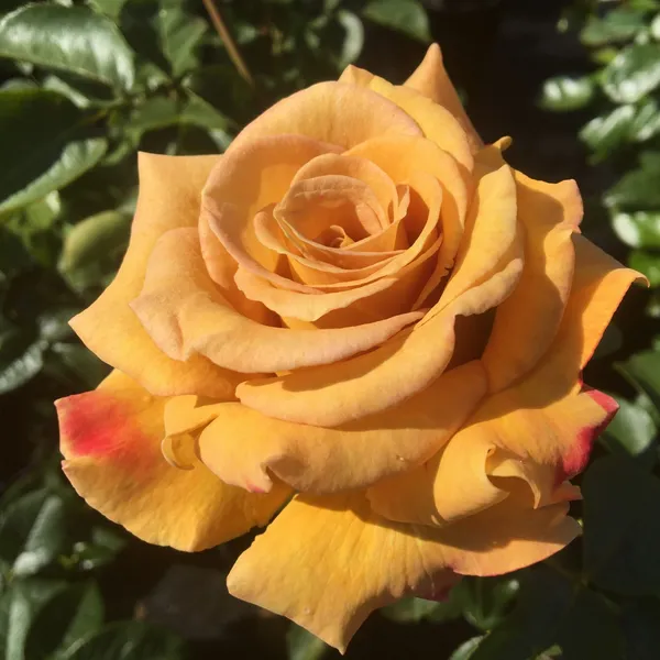 Honey_Dijon_Rose