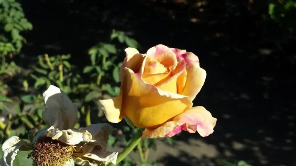 Honey_Dijon_Rose