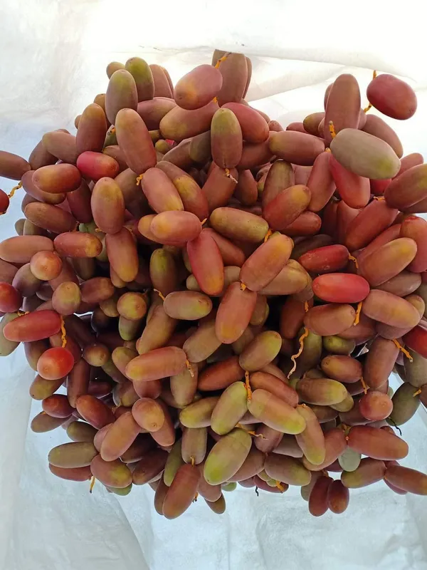 Date_Plum_(Deglet_Veriety)