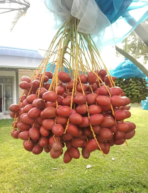Date_Plum_(Deglet_Veriety)