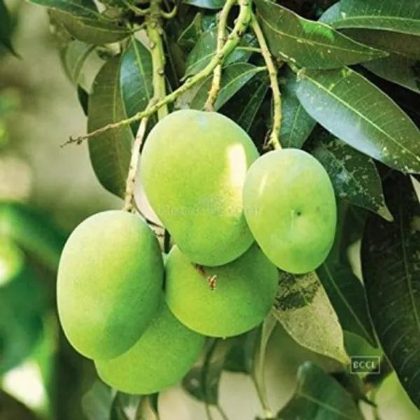 Kacha_Mitha_Mango_|_Grafted_and_Hybrid_Plants