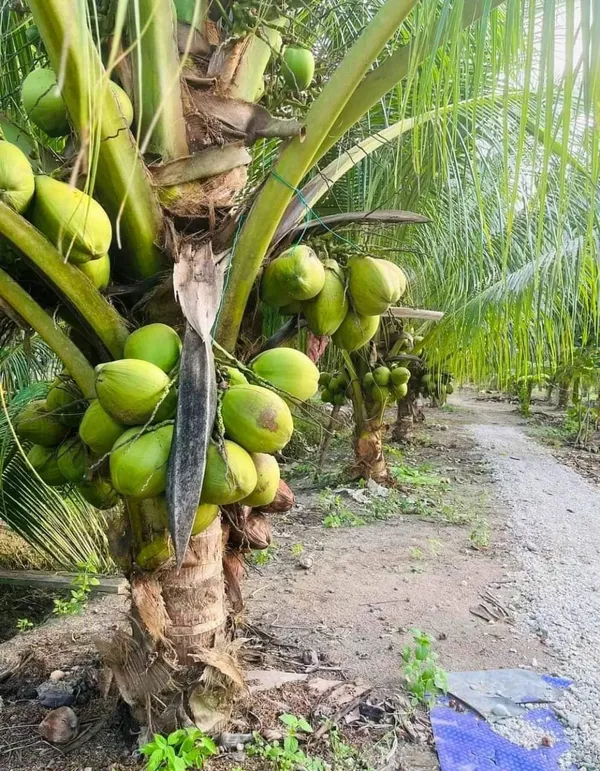Tissue_Culture_coconut_|_Grafted_and_Hybrid_Plants