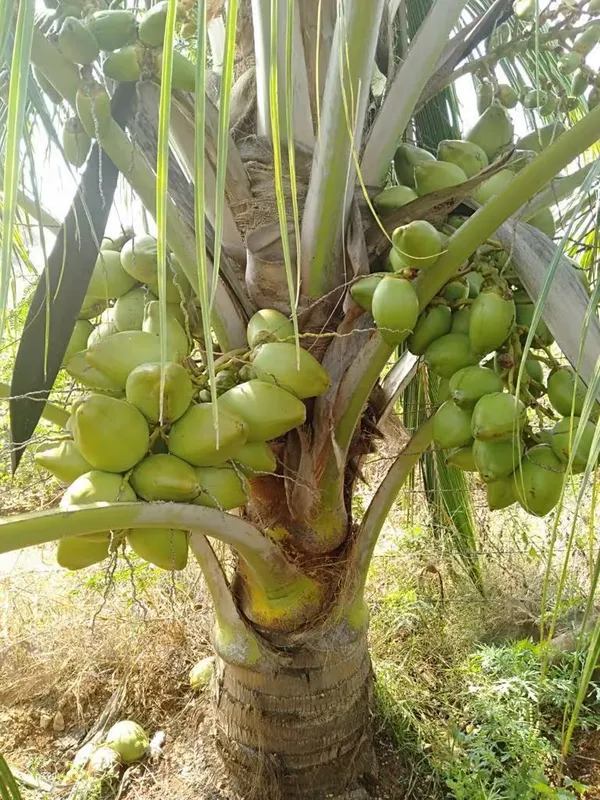 Tissue_Culture_coconut_|_Grafted_and_Hybrid_Plants