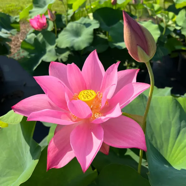 Carolina_Queen_Lotus_Tuber