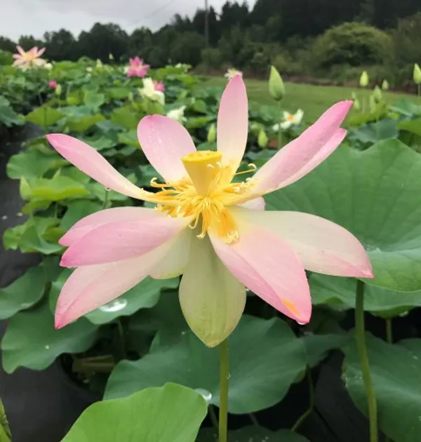 Carolina_Queen_Lotus_Tuber
