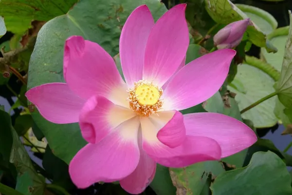 Carolina_Queen_Lotus_Tuber