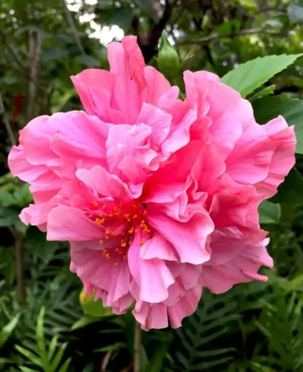 Pink_Daffodil_Hibiscus