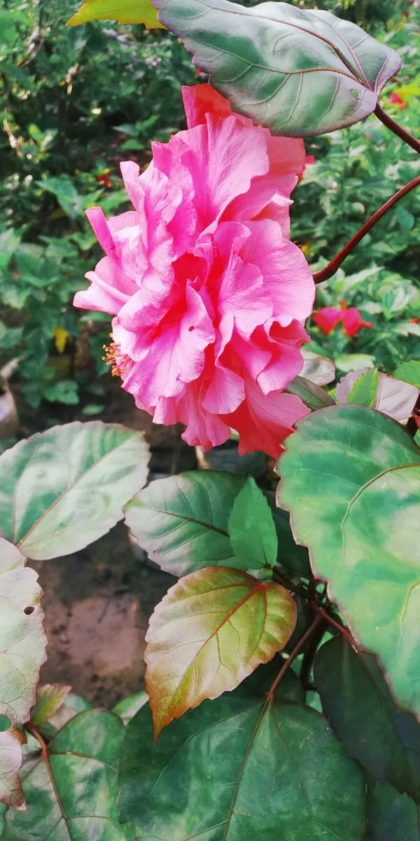 Pink_Daffodil_Hibiscus