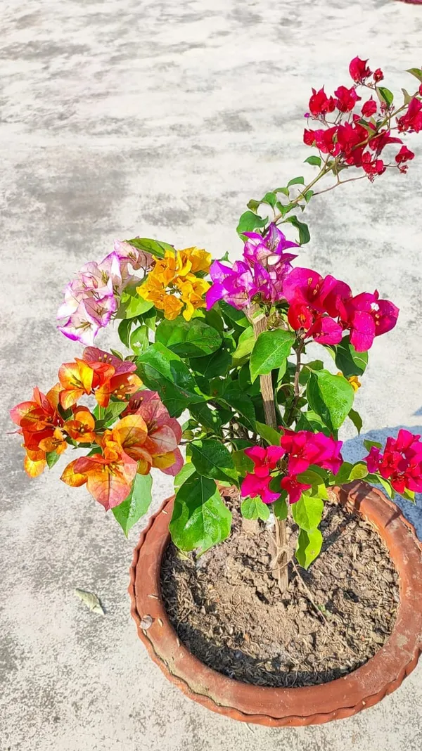 Multicolor_Thai_Bougainvillea