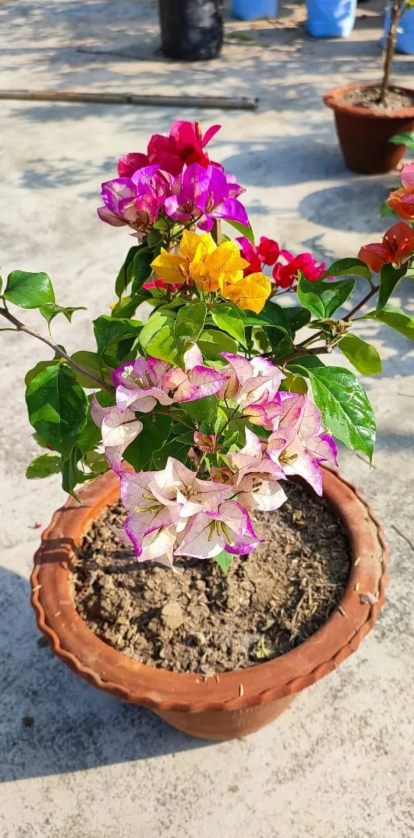 Multicolor_Thai_Bougainvillea