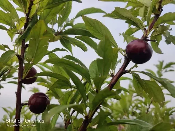 Alubukhara_Dwarf_Plant_|_Grafted_and_Hybrid_Plants