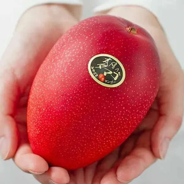Egg_Of_Sung_Mango