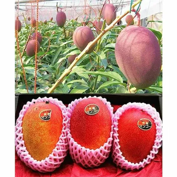Egg_Of_Sung_Mango