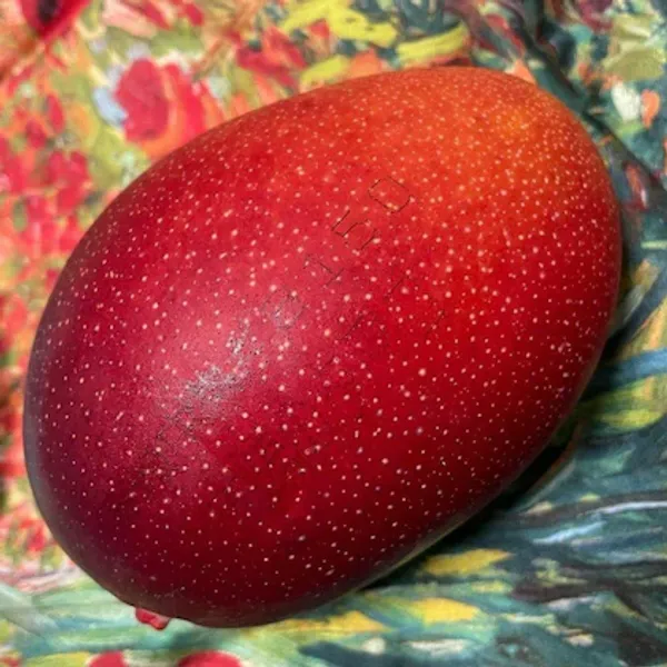 Egg_Of_Sung_Mango