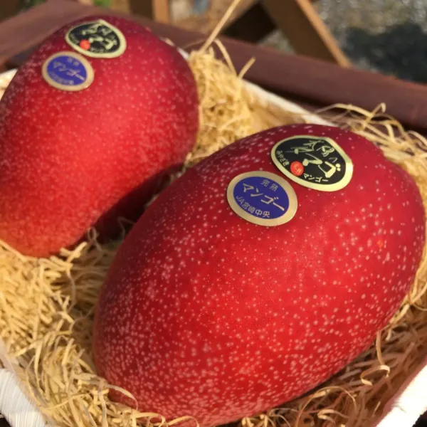 Egg_Of_Sung_Mango