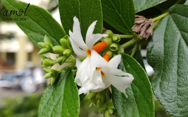 Coral_Jasmine_Plant