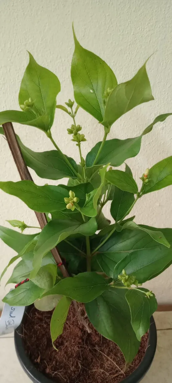 Coral_Jasmine_Plant