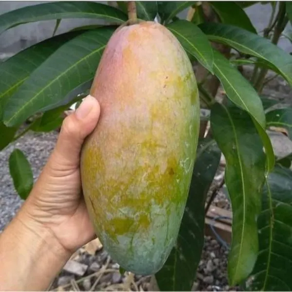 Thai_Q_Jai_Mango