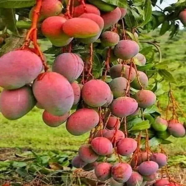Vietamin_All_Time_Mango_|_Grafted_and_Hybrid_Plants