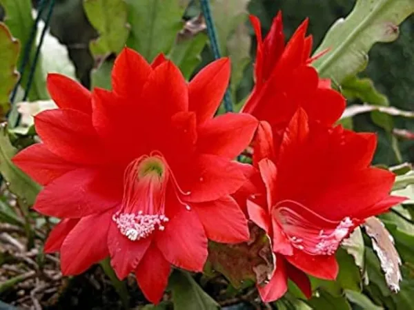 Bramha_Kamal_Red