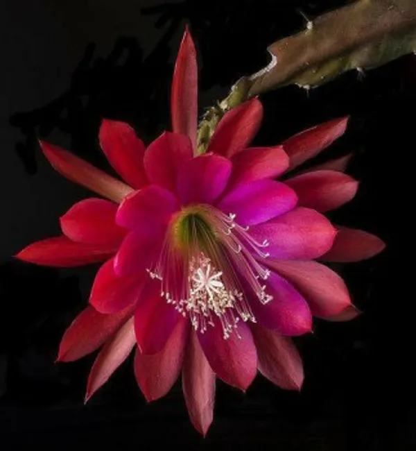Bramha_Kamal_Red