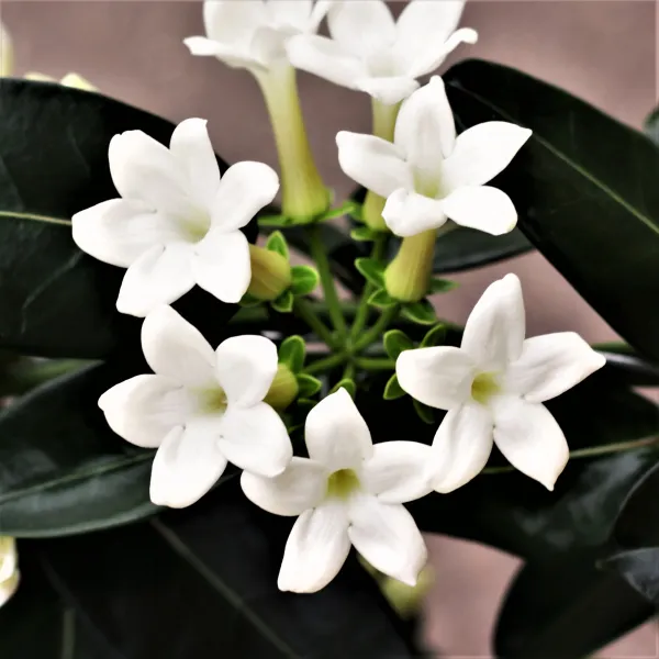Madagasacar_Jasmine