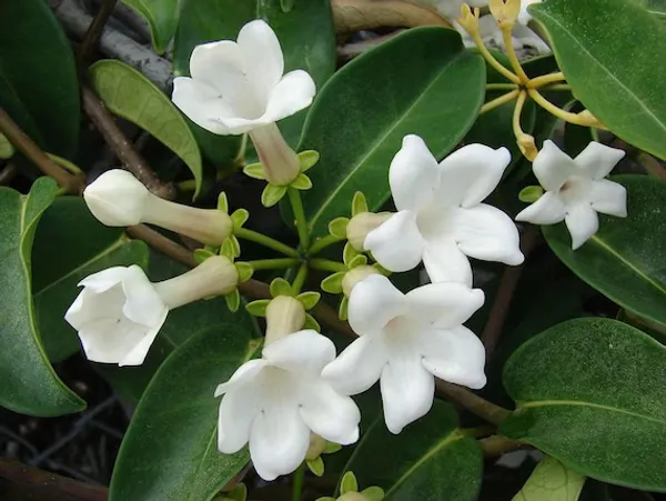 Madagasacar_Jasmine