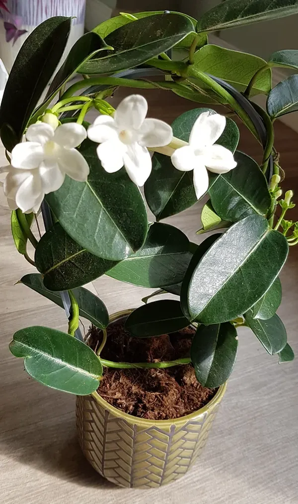 Madagasacar_Jasmine