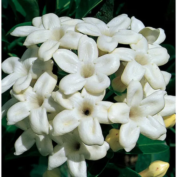 Madagasacar_Jasmine