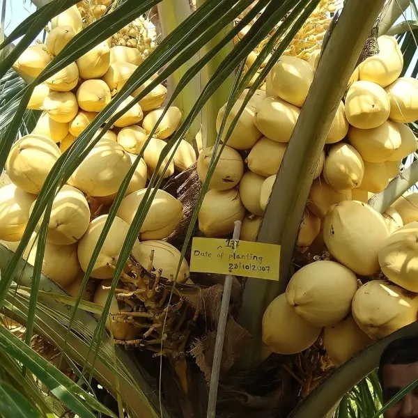 Malysion_Yellow_Dwarf_Coconut_|_Grafted_and_Hybrid_Plants
