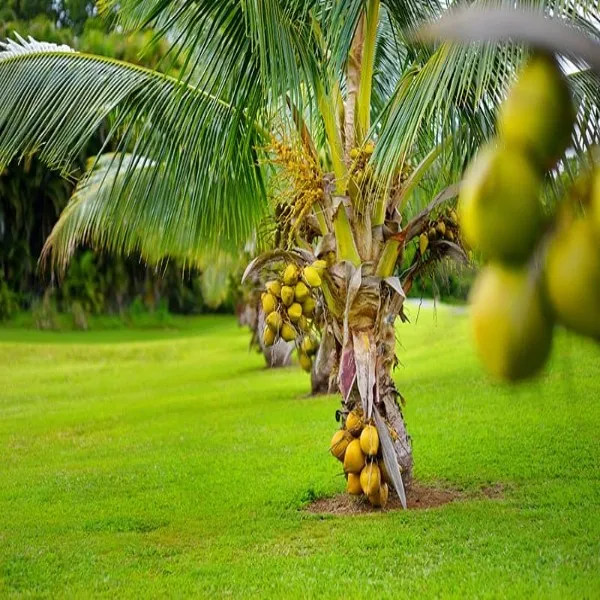 Malysion_Yellow_Dwarf_Coconut_|_Grafted_and_Hybrid_Plants