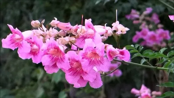 Tecoma_Pink
