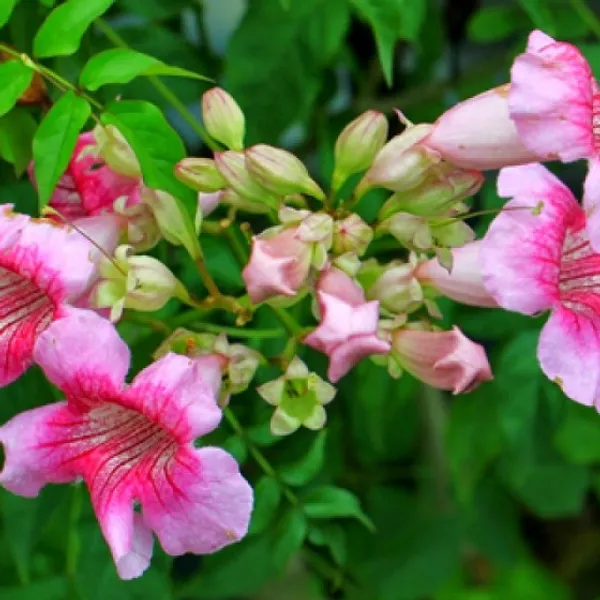 Tecoma_Pink