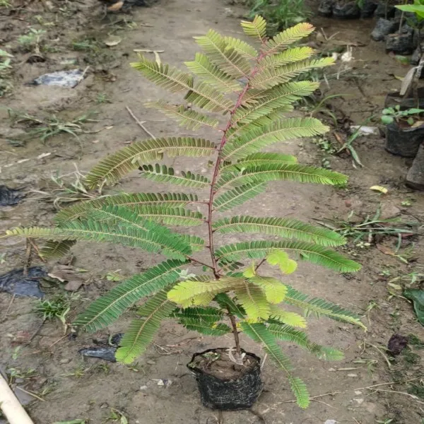 Red_Amla_Plant_|_Grafted_and_Hybrid_Plants