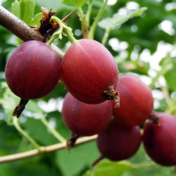Red_Amla_Plant_|_Grafted_and_Hybrid_Plants