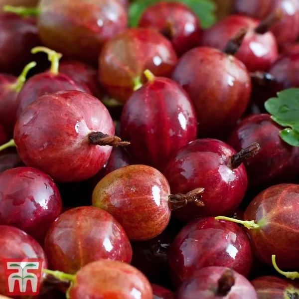 Red_Amla_Plant_|_Grafted_and_Hybrid_Plants