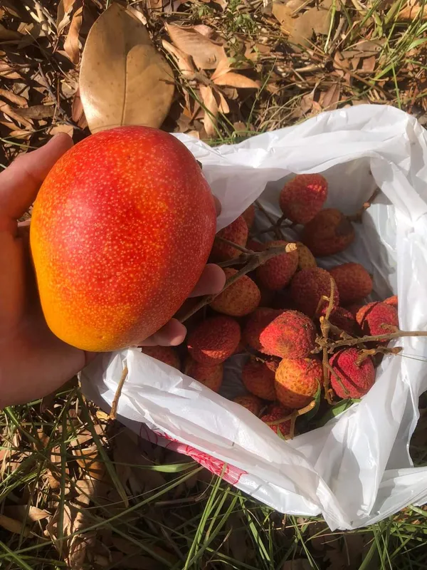 Japanese_Miyajaki_Mango_|_Grafted_and_Hybrid_Plants
