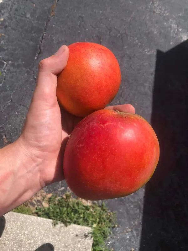 Japanese_Miyajaki_Mango_|_Grafted_and_Hybrid_Plants