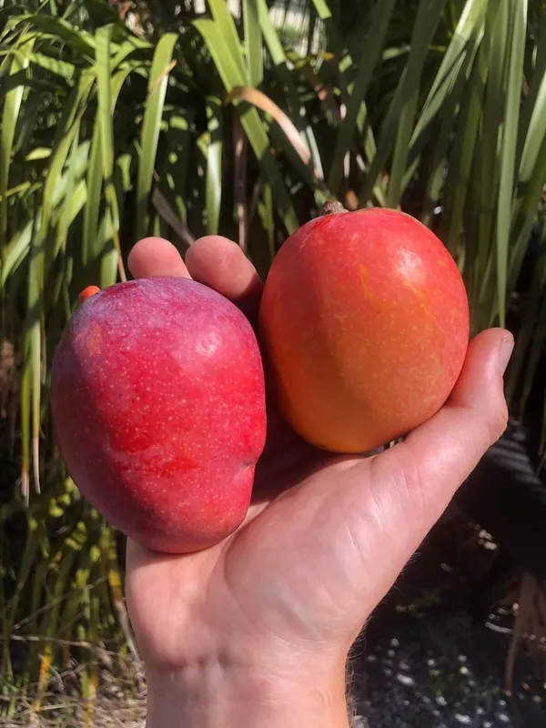 Japanese_Miyajaki_Mango_|_Grafted_and_Hybrid_Plants