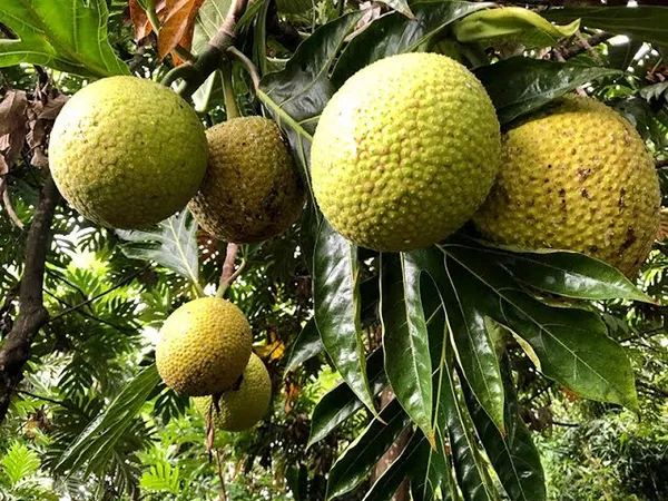 Bred_Fruit_Dwarf_Plant_|_Grafted_and_Hybrid_Plants