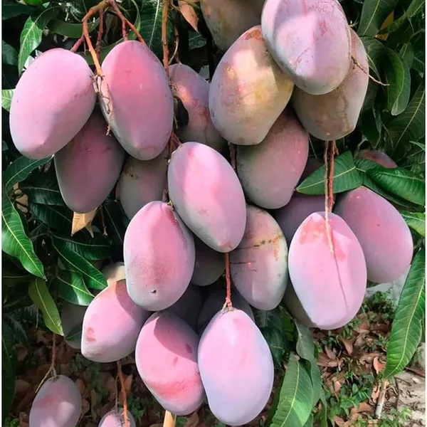 Australian_Osteen_Mango