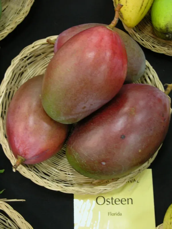 Australian_Osteen_Mango