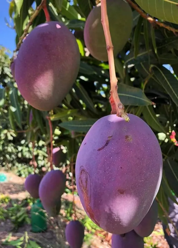 Australian_Osteen_Mango